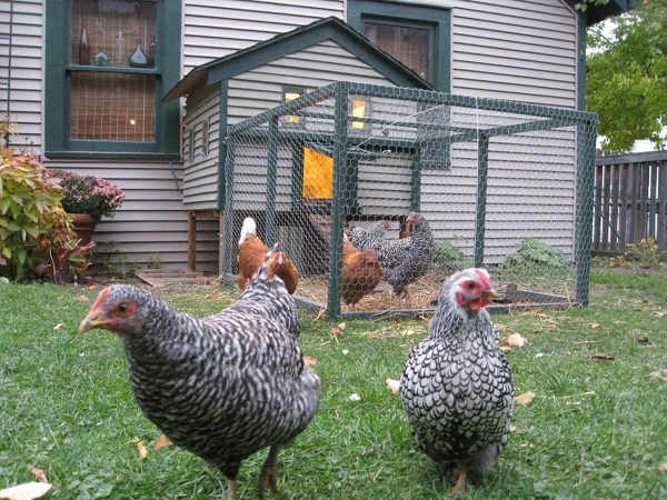 Benefits of Backyard Chickens