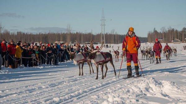 The Traditional Salla Reindeer Cup Takes Place in Finland