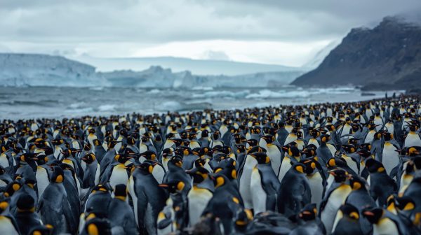 King Penguins Can Survive the Effects of Climate Change